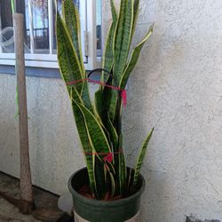 Sansevieria "Snake Plant" 