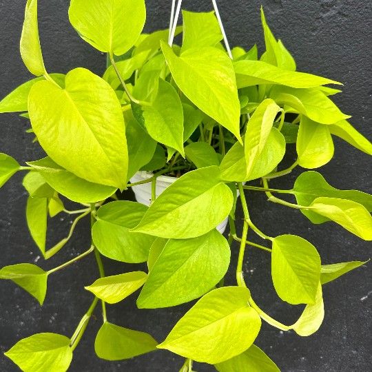 Lush Neon Pothos Plant/ Money Plant/ House Plant/ Indoor Plant Flower Patio Garden
