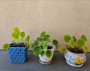 Money Plant in Ceramic