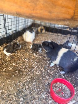 Guinea pig