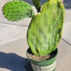 Cactus Plant