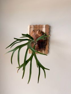 Staghorn Fern Plant Home Decore