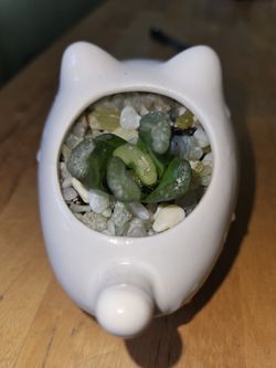 Haworthia Truncata In A Kitten Planter