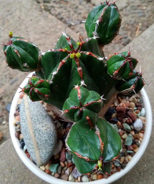 RARE!! Large Potted Euphorbia Handiensis 