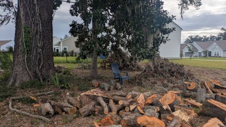 Free Live Oak wood
