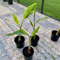 Ice cream Thai banana plant