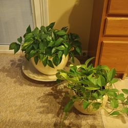 Plants And Ceramic Pots 