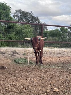 Long horn coreyany cross steer