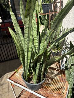 Plant