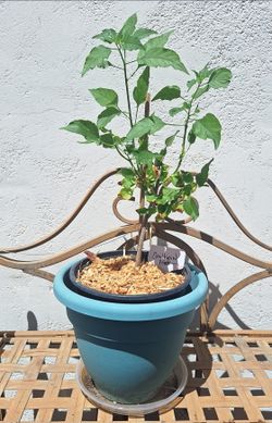 Chiltepin Hot Pepper Plant
