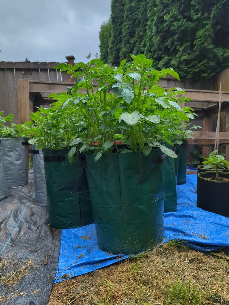 Potato Sacks / Potato Plant In Sac