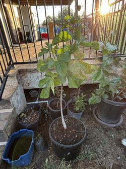 Fig Tree