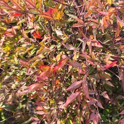 Nandina Bamboo 