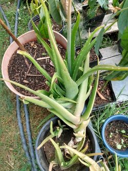 Massive Aloe Plants