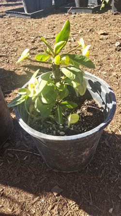 Corona De Cristo Amarilla 