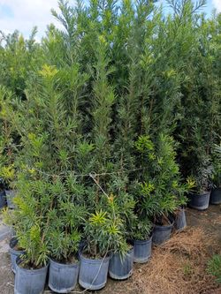 Huge Podocarpus over 5 to 7 feet tall instant privacy hedge for fence minimum qty 30+ all sizes available