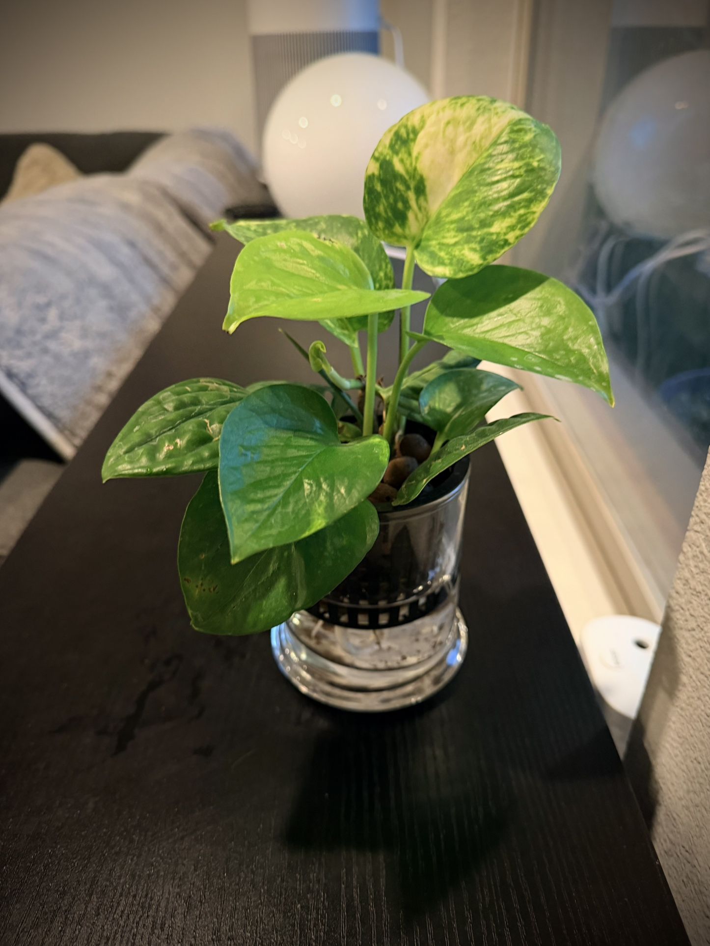 Medium various water propagation