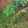 Glaphira Spears