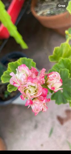 Apple blossom Geranium cutting rare hard to find