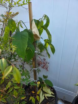 Grafted pierce cherimoya tree in a 15 gallon container