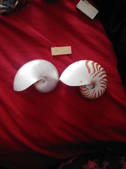 Nautilus Shells