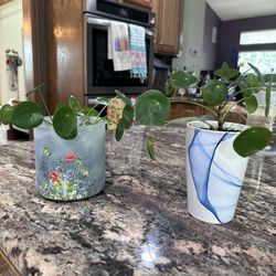 Pilea peperomioides, Chinese Money Plant