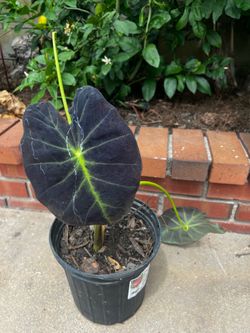 Elephant Ear Colocasia Tropical Plant