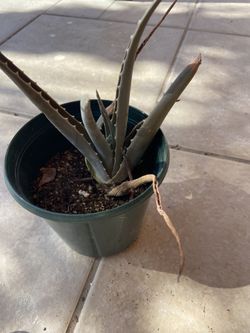 Plants!!! Agave and Aloe Vera