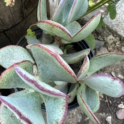 Assorted Succulents In  One Gallon Pot/s