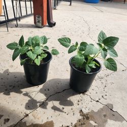 plantas de trompetas de Angel 