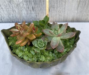 Succulent Arrangements