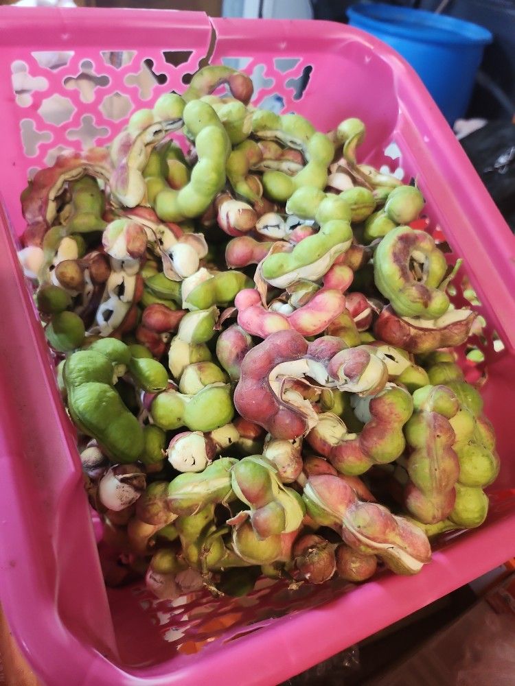 Guamuchiles