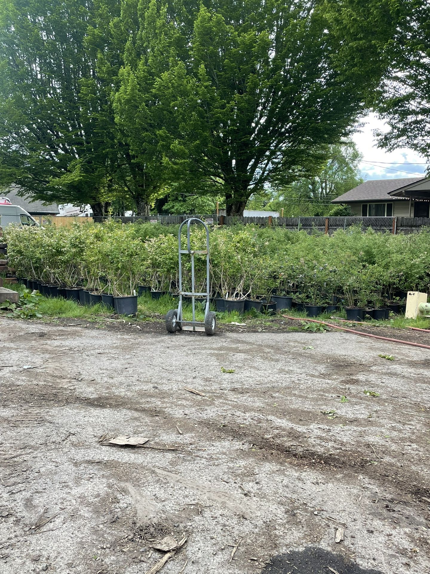 Blueberry Plants