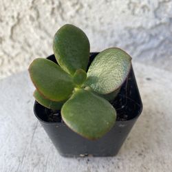 2 Inch Pot Succulent Plant - Crassula Ovata - Classic Jade Plant - Rooted & Established - Drought Resistant 🪴 Baby Shower or Wedding Favors 