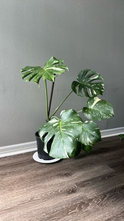 Large Thai Constellation in 2 gallon pot
