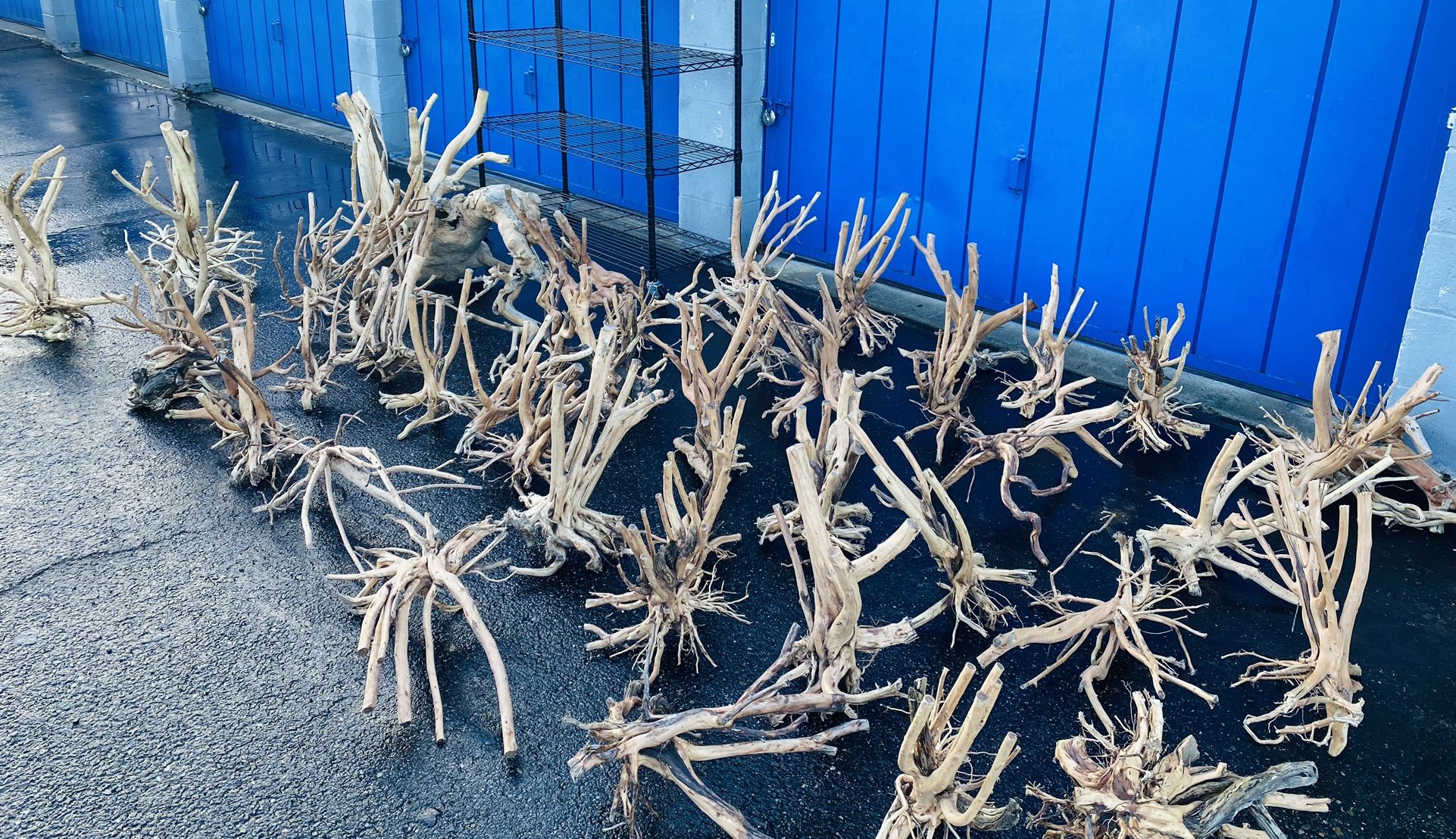Natural Spiderwood Branches perfect for Aquarium tank decor/Hardscape $10/lb 