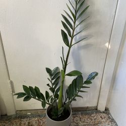 ZZ Plant “8 Inch Pot”