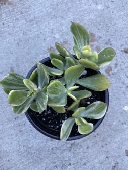 Jade plant 🌱,4 inches pot,$5 each
