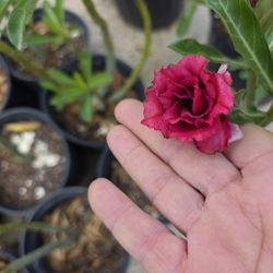 Desert Roses 1gallon 2ft Tall 