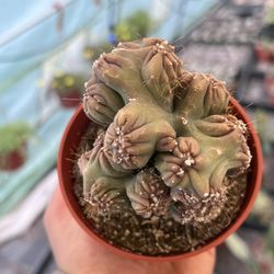 Monstrose Cactus | Cereus Forbesii | rare plant | 4”