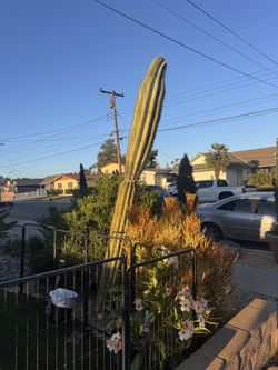 Baja Cactus 10 Foot 