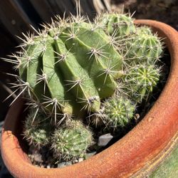  Easter Lily (head Hodge)  Cactus Potted In Beautiful Terra Cotta Clay Pot , Lots Of Cactus Pups Green Finish Handmade Mexico Pot, Echinopsis 