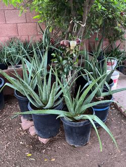 Part Five of the “it’s so many” collection of plants