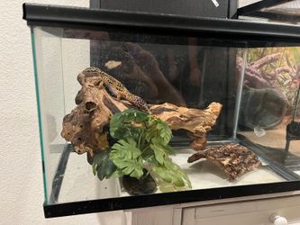 20gallon tank+10gallon
