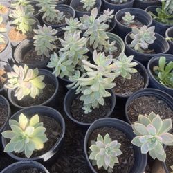 Succulents 
