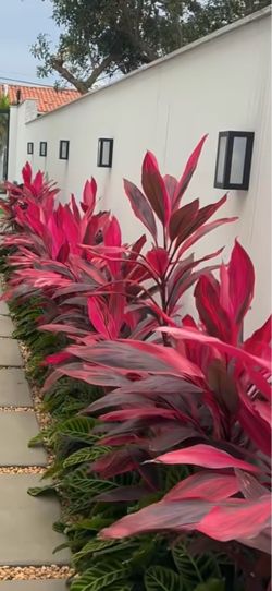 Hawaiian Red Cordyline 🪴 $13 each ( 2 for $25 )