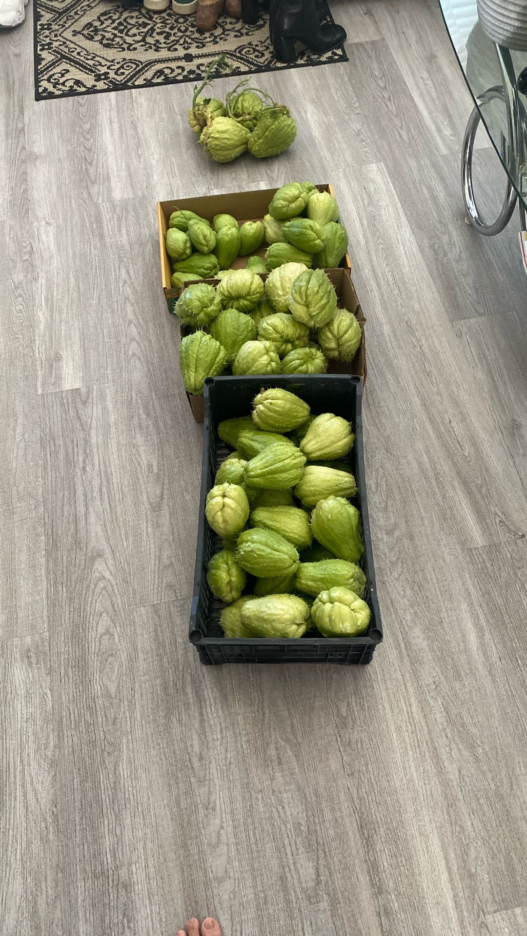 Chayotes Organic $2 Each Big