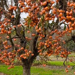 Fuyu Persimmons 