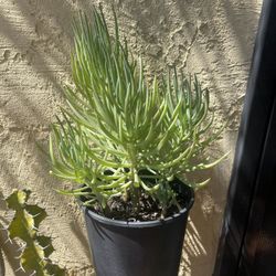 Senecio Succulent Plant