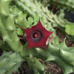 RED BEAUTIFUL HUERNIA